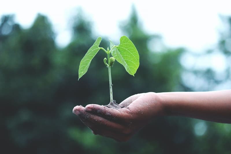 Une plante posée dans le creux d'une main.